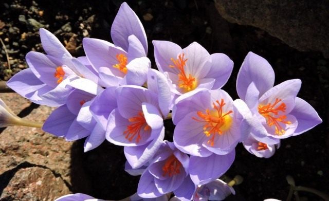 Шафран прекрасный, или Крокус прекрасный (Crocus speciosus) Шафран прекрасный, или Крокус прекрасный (Crocus speciosus)