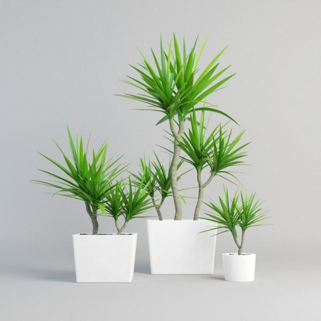 Драцена окаймлённая, или Драцена маргината (Dracaena marginata)