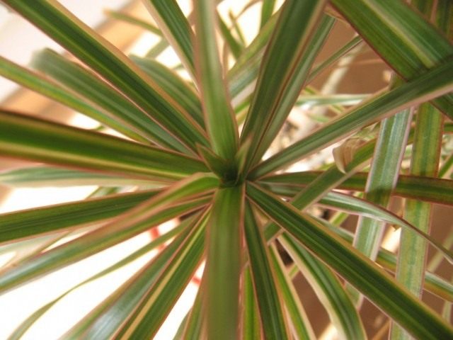 Драцена окаймлённая, или Драцена маргината (Dracaena marginata)