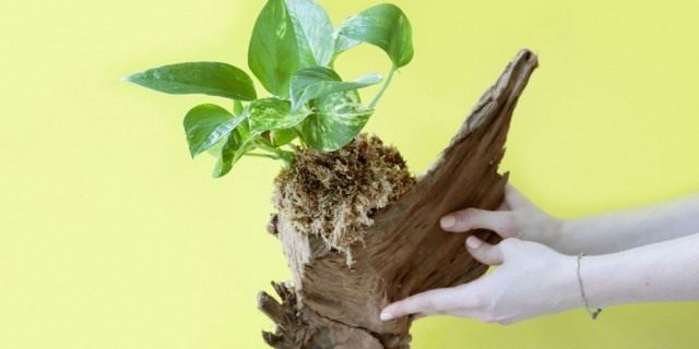 Коряга для выращивания комнатного растения