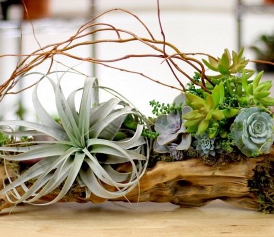 Рутарий для комнатных растений