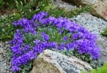 Эдрайантус карликовый (Edraianthus pumilio)