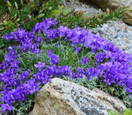 Эдрайантус карликовый (Edraianthus pumilio)