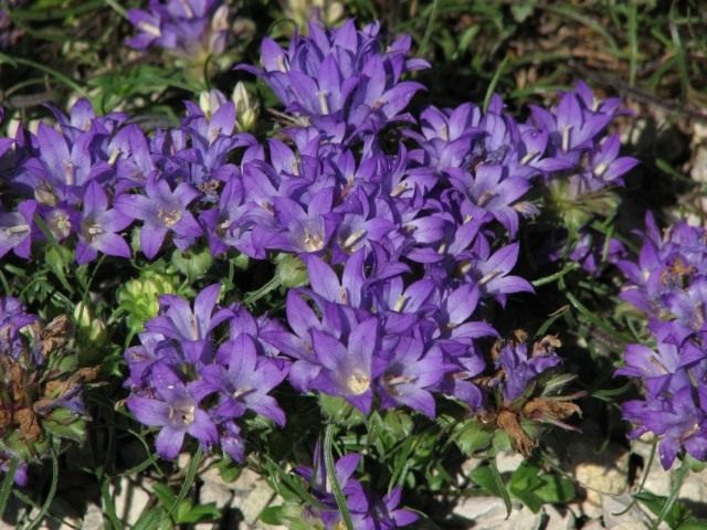 Эдрайантус злаколистный (Edraianthus graminifolius) Эдрайантус злаколистный (Edraianthus graminifolius)