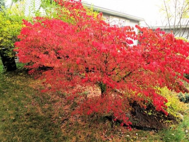 Бересклет (Euonymus) Бересклет (Euonymus)