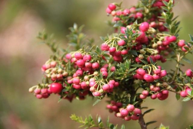 Гаультерия (Gaultheria) Гаультерия (Gaultheria)