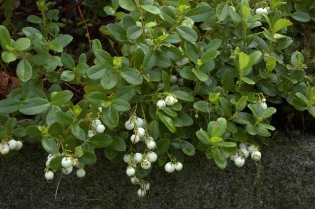 Гаультерия (Gaultheria) Гаультерия (Gaultheria)