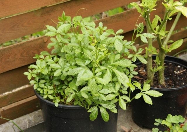 Гиностемма пятилистная (Gynostemma pentaphyllum)