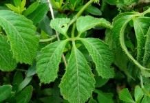 Гиностемма пятилистная (Gynostemma pentaphyllum)