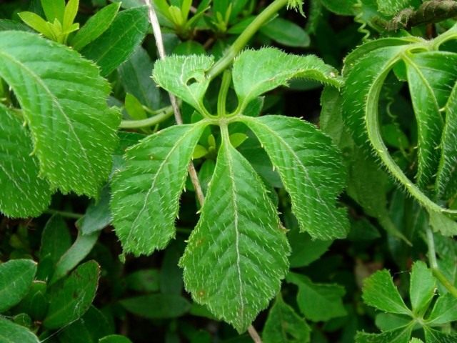 Гиностемма пятилистная (Gynostemma pentaphyllum)