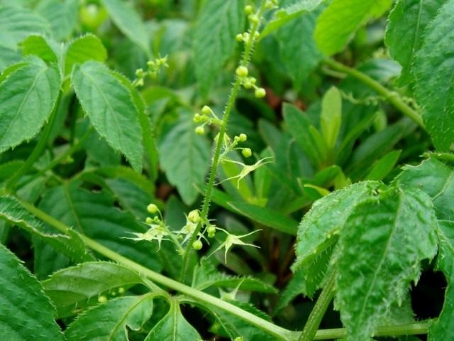 Гиностемма пятилистная (Gynostemma pentaphyllum)