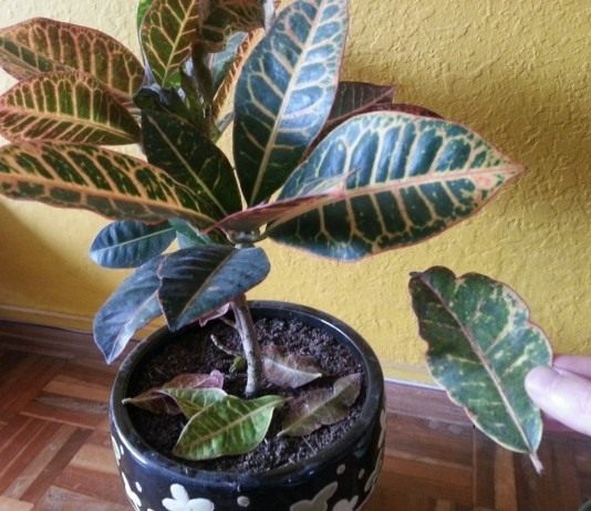 Почему опадают листья у комнатных растений? - Комнатные растения Опадают листья на комнатном растение