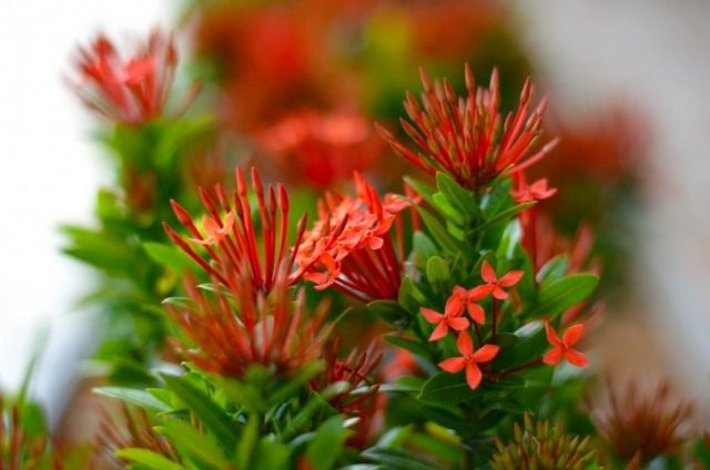 Иксора (Ixora)