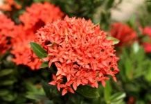 Иксора ярко-красная (Ixora coccinea)