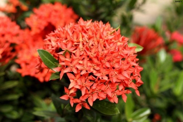 Иксора ярко-красная (Ixora coccinea)