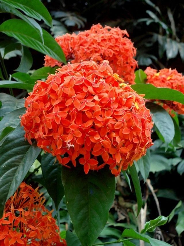 Иксора яванская (Ixora javanica)