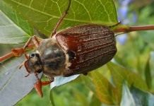 Майский жук, или майский хрущ (Melolontha)