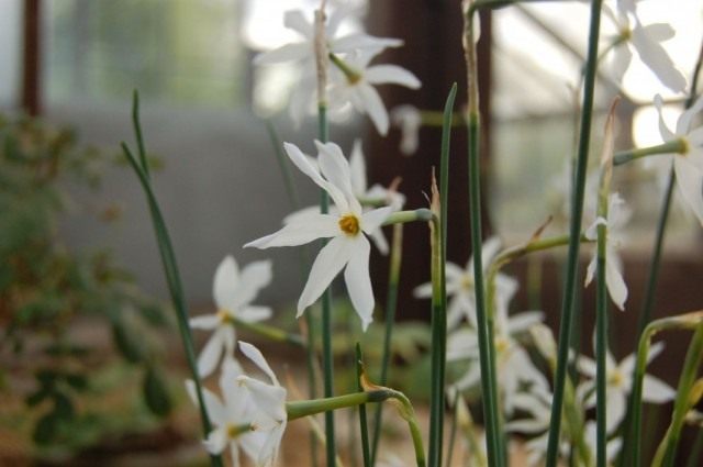 Нарцисс поздний (Narcissus serotinus) Нарцисс поздний (Narcissus serotinus)