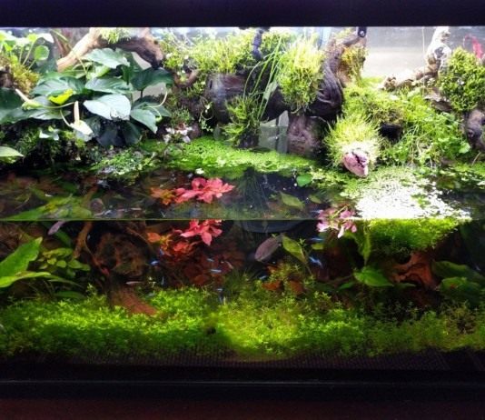 Палюдариум