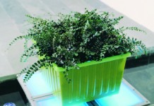 Пеллея круглолистная (Pellaea rotundifolia)
