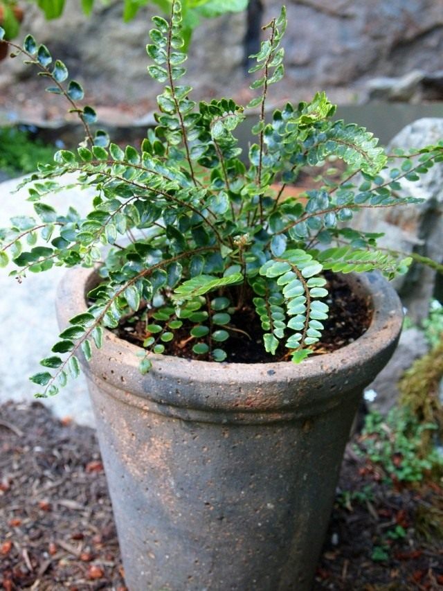 Пеллея круглолистная (Pellaea rotundifolia)