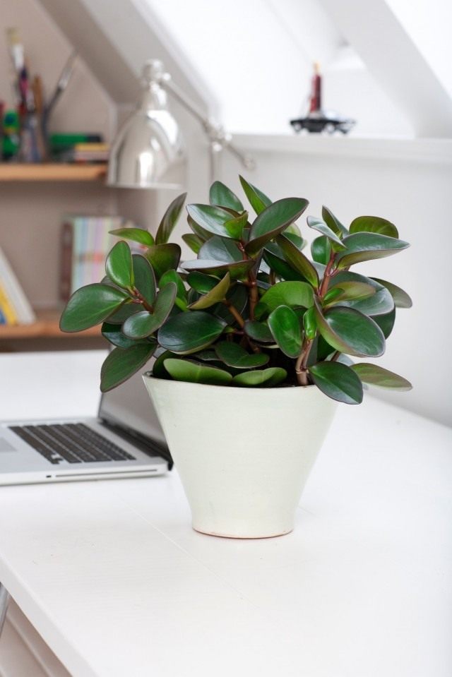 Пеперомия туполистная (Peperomia obtusifolia)