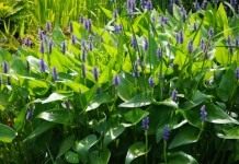 Понтедерия сердцелистная (Pontederia cordata)