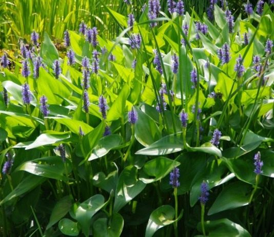 Понтедерия сердцелистная (Pontederia cordata)