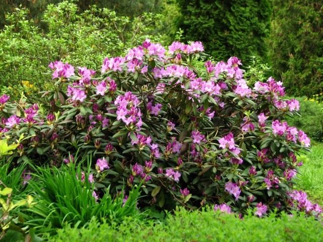 Рододендрон кэтевбинский (Rhododendron catawbiense) Рододендрон кэтевбинский (Rhododendron catawbiense)