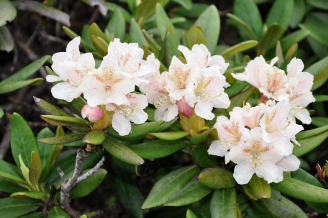 Рододендрон кавказский (Rhododendron caucasicum) Рододендрон кавказский (Rhododendron caucasicum)