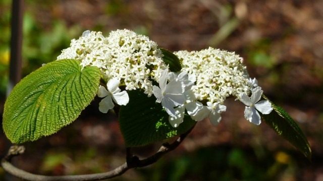 Калина вильчатая (Viburnum furcatum) Калина вильчатая (Viburnum furcatum)