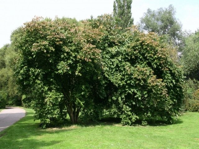 Калина канадская (Viburnum lentago) Калина канадская (Viburnum lentago)