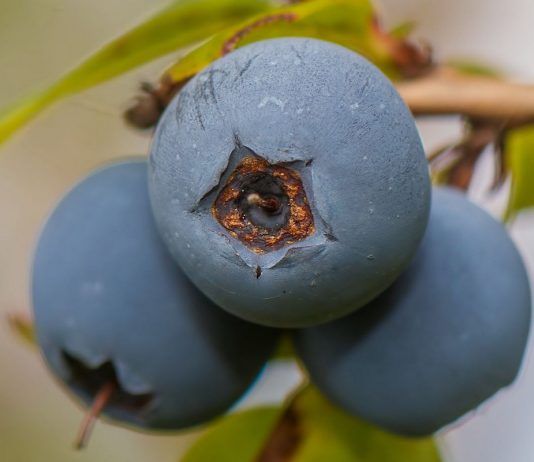 Голубика на садовом участке - Ягодник Голубика на садовом участке