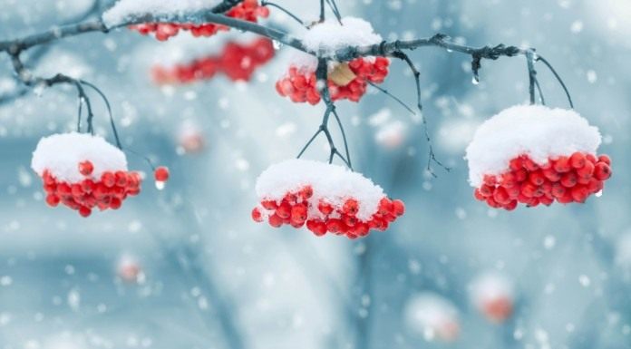 Календарь на ноябрь Ноябрь в саду