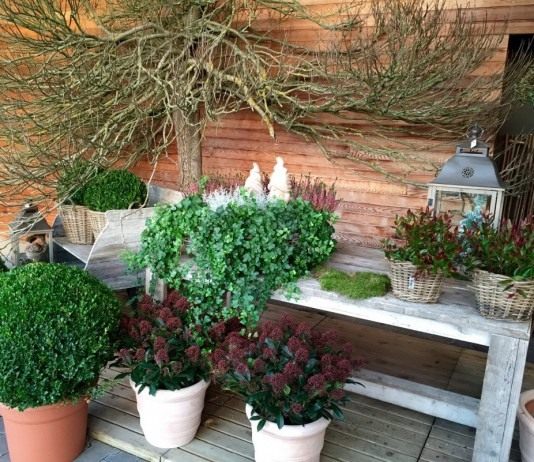 Подготовка горшечных и кадочных садовых растений к зимовке