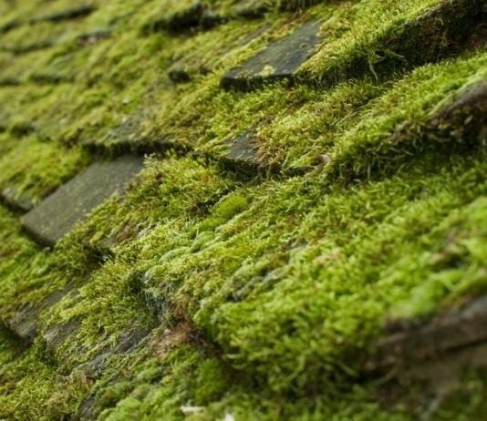 Заросшая мхом черепичная крыша