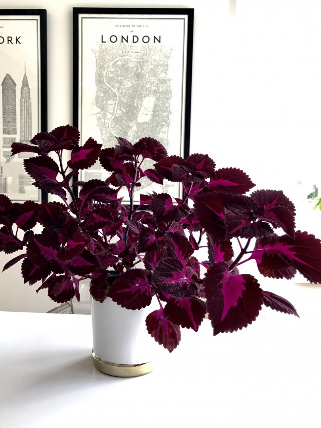 Колеус (Coleus) Колеус (Coleus)