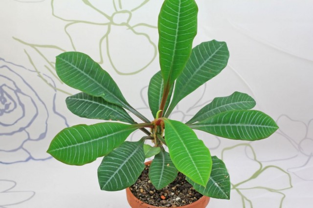 Молочай беложильчатый (Euphorbia leuconeura) Молочай беложильчатый (Euphorbia leuconeura)