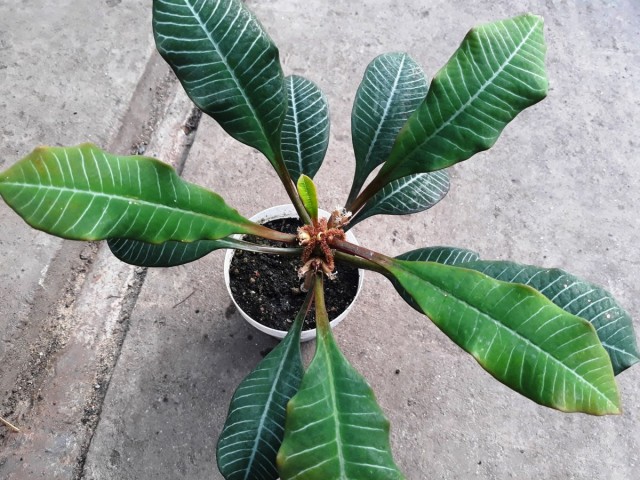 Молочай беложильчатый (Euphorbia leuconeura) Молочай беложильчатый (Euphorbia leuconeura)