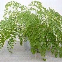 Адиантум венерин волос (Adiantum capillus-veneris)