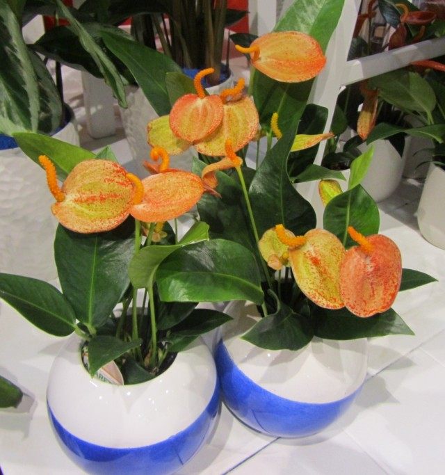 Антуриум Шерцера (Anthurium scherzerianum)