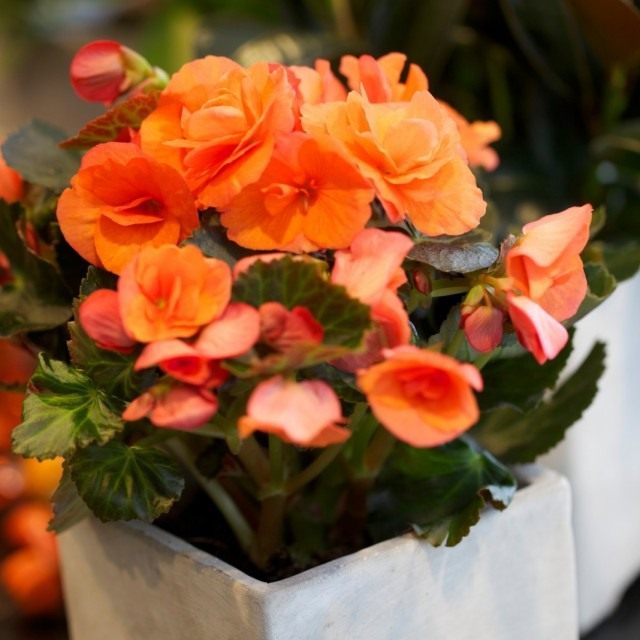 Бегония клубневая (Begonia × tuberhybrida)