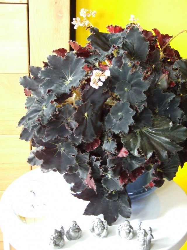 Бегония «Мутные воды» (Begonia 'Muddy Waters')