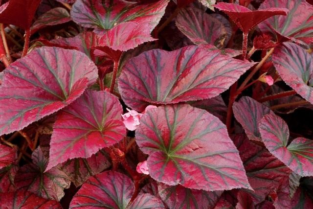 Бегония «Откровение темно-бордовый» (Begonia 'Revelation Maroon')