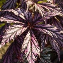 Бегония «Бенитошиба» (Begonia 'Benitochiba')