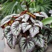 Бегония «Фейерверки» (Begonia 'Fireworks')