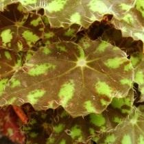 Бегония «Тигр» (Begonia 'Tiger')