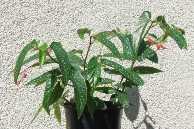 Бегония белоточечная (Begonia albopicta) Бегония белоточечная (Begonia albopicta)