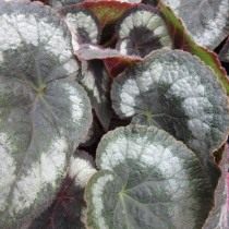 Бегония кольчатая (Begonia annulata)