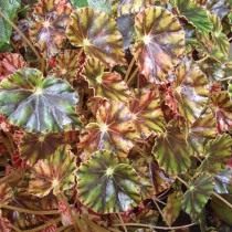 Бегония Бауэра (Begonia bowerae)